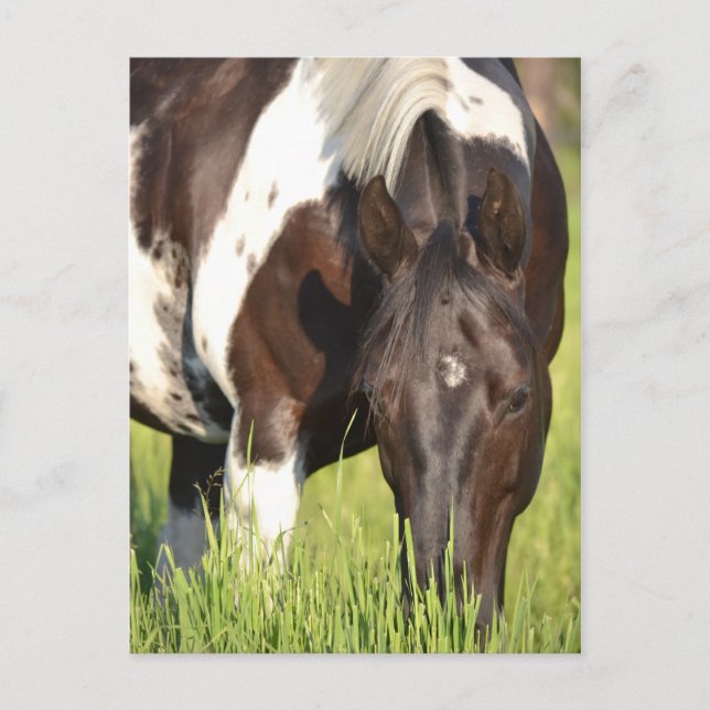 horse post card (Front)