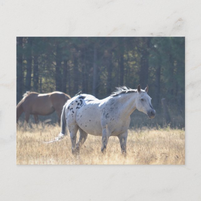 horse post card (Front)