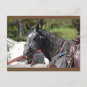 horse post card, trail horse postcard
