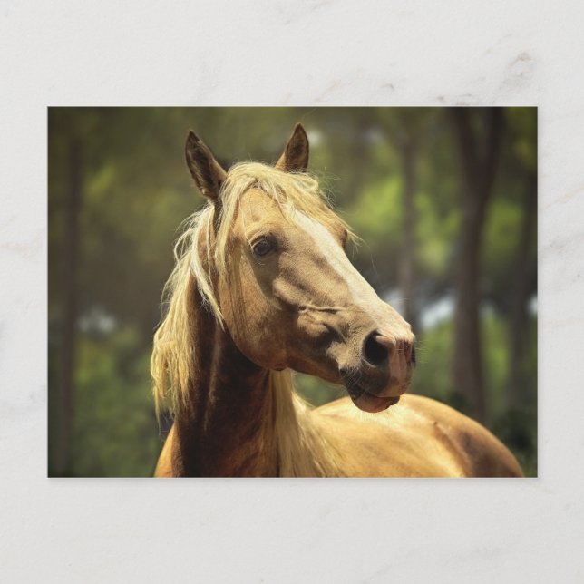 horse postcard (Front)