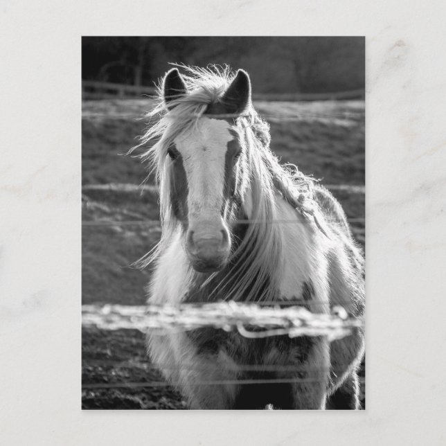 Horse Postcard (Front)
