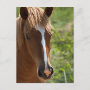 Horse Postcard
