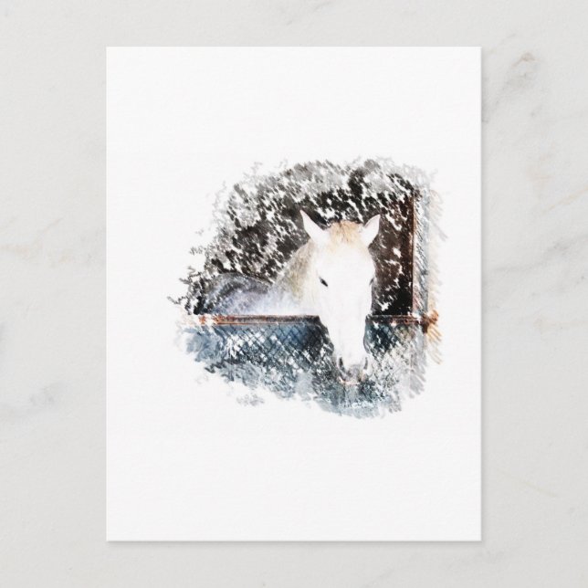 Horse Postcard (Front)