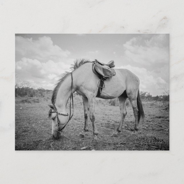 Horse Postcard (Front)