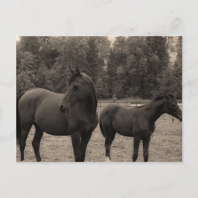 horse postcard (Front)