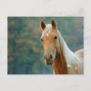 Horse Postcard