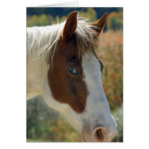 Horse Postcard
