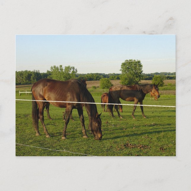 Horse Postcard (Front)