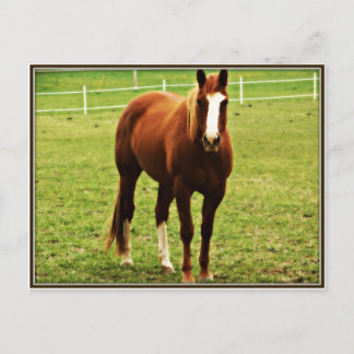 horse postcard