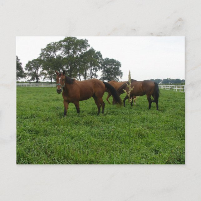 Horse Postcard (Front)