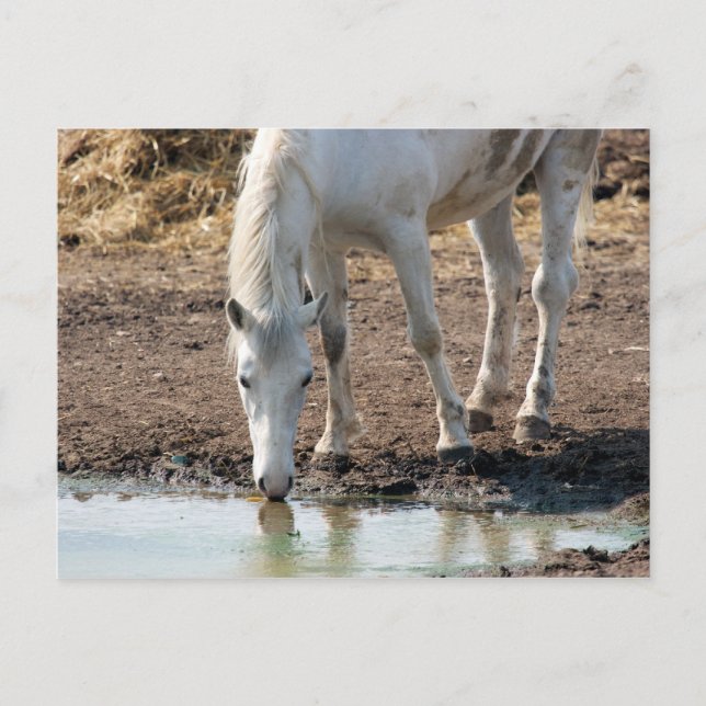 Horse Postcard (Front)