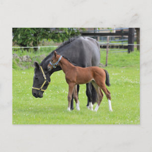 Horse postcard