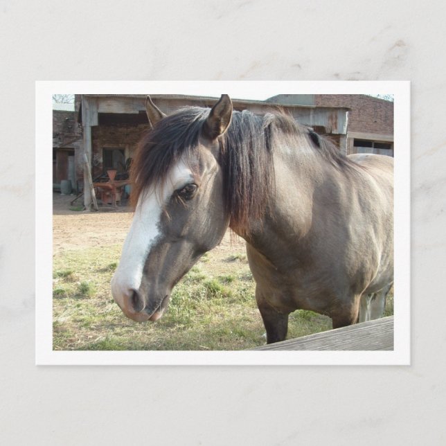 horse postcard (Front)