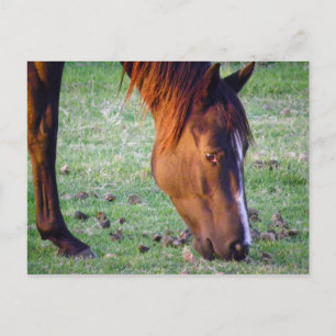 Horse Postcard