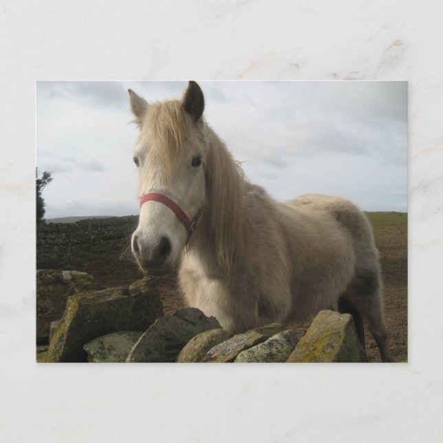 Horse postcard (Front)
