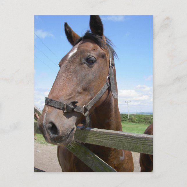 Horse Postcard (Front)