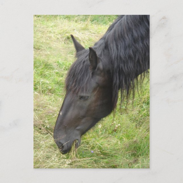 Horse Postcard (Front)