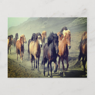 Horse Postcard