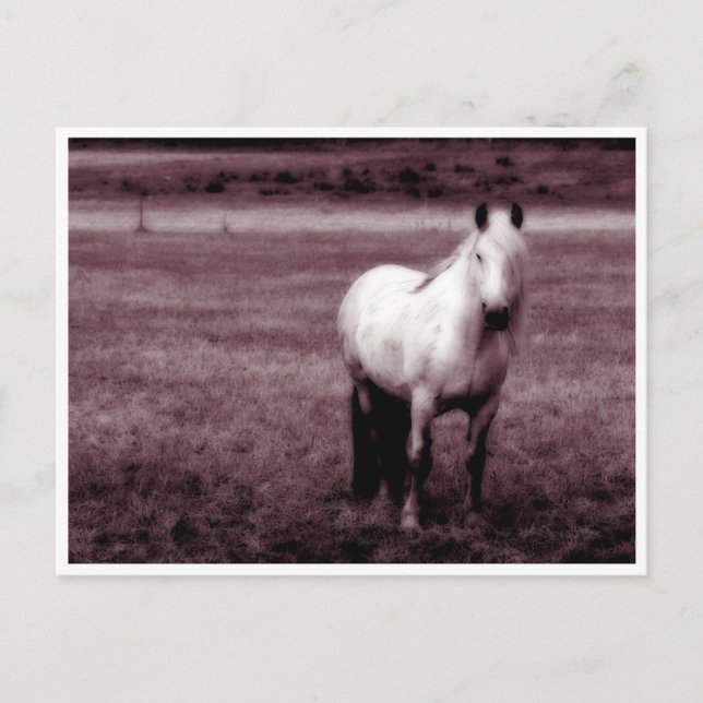 Horse Postcard (Front)
