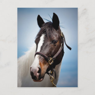 Horse Postcard
