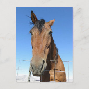 Horse Postcard