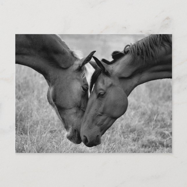 Horse Postcard (Front)