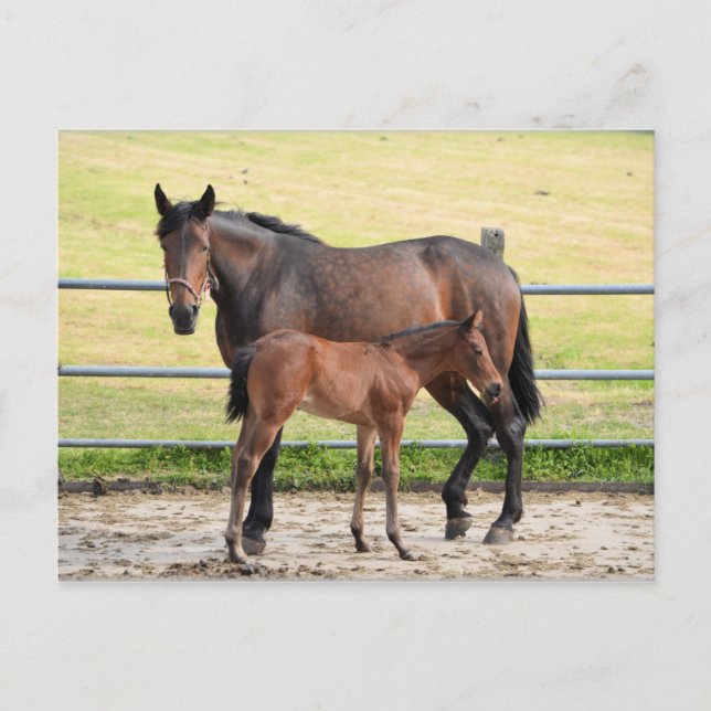 Horse postcard (Front)