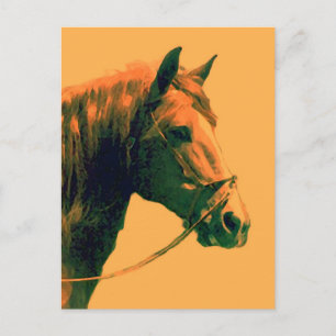 Horse Postcard