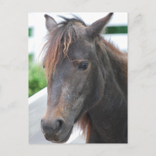 horse postcard