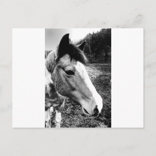 Horse Postcard (Front)