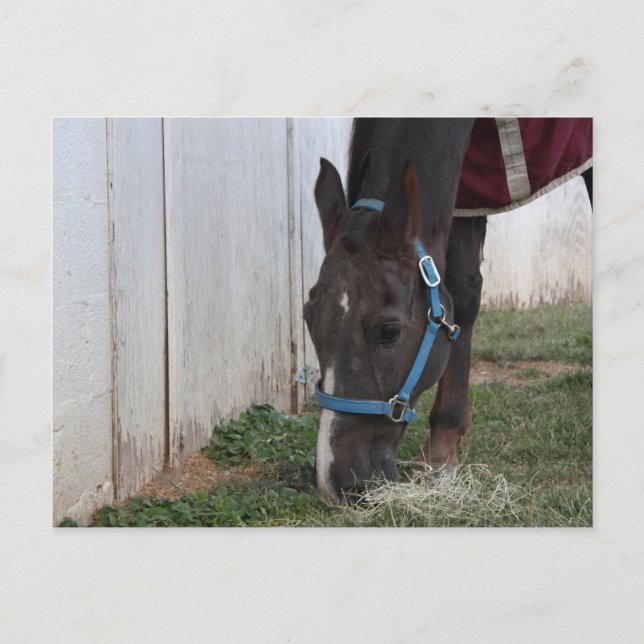 Horse Postcard (Front)