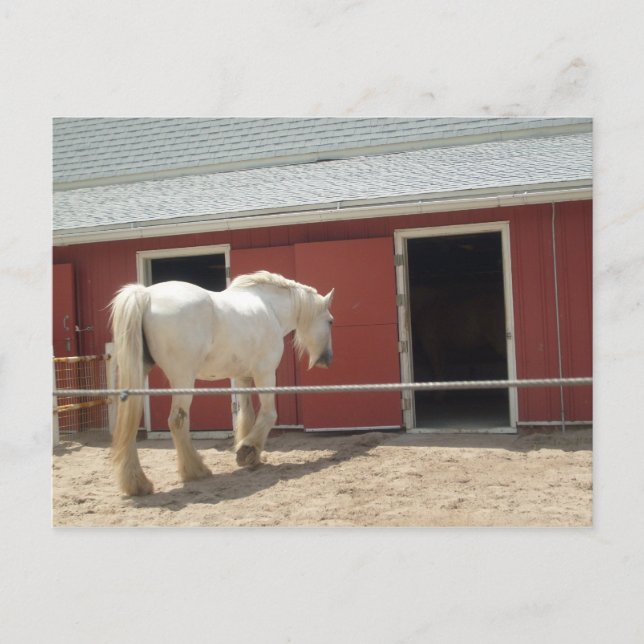 horse postcard (Front)