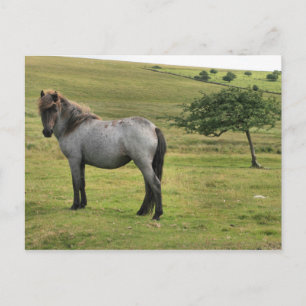 Horse Postcard