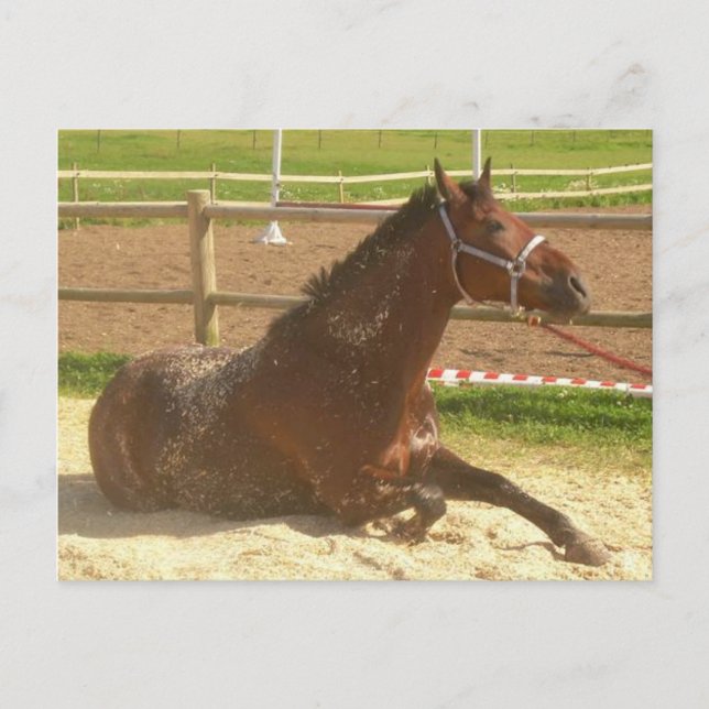 Horse postcard - heste postkort (Front)