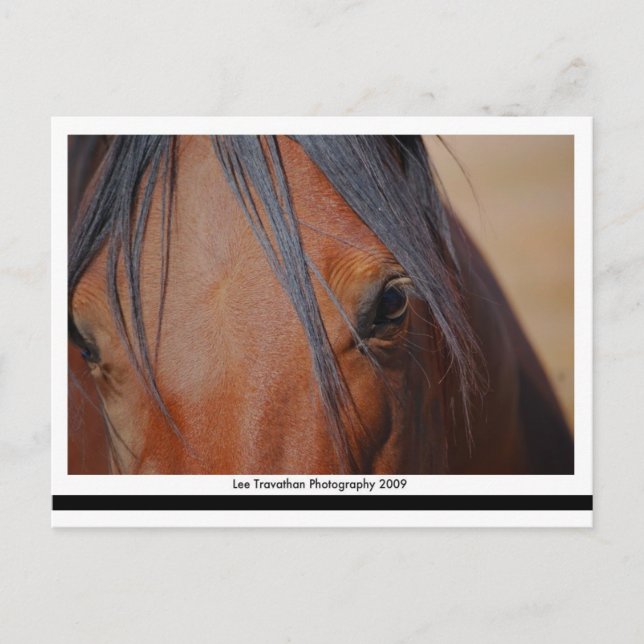 Horse Postcard - LT Print (Front)