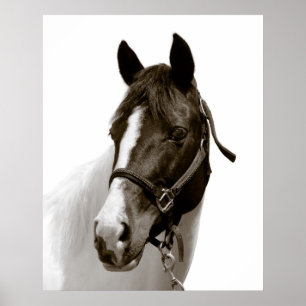 Horse Poster