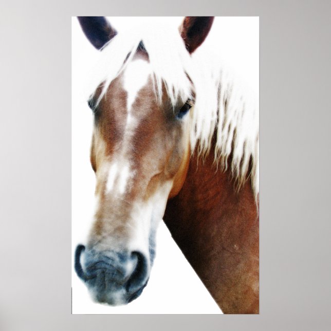 Horse Poster (Front)