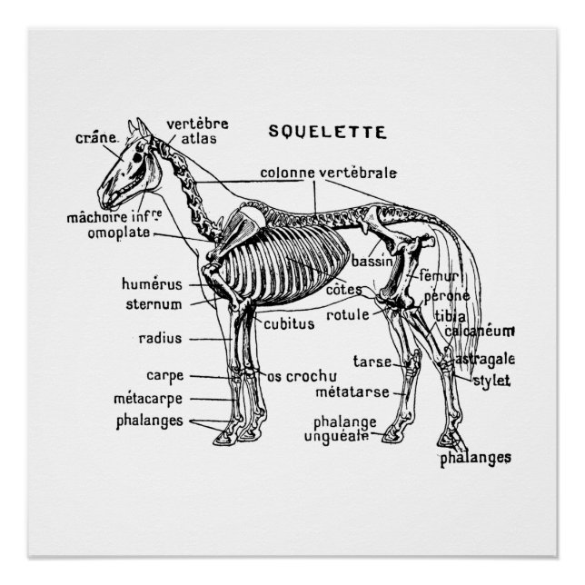 Horse Poster (Front)