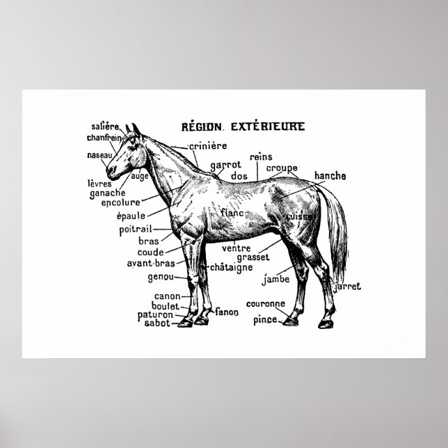 Horse Poster (Front)