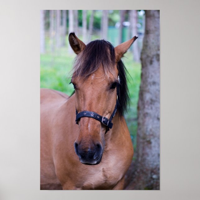 Horse Poster (Front)