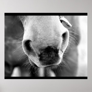 Horse Poster