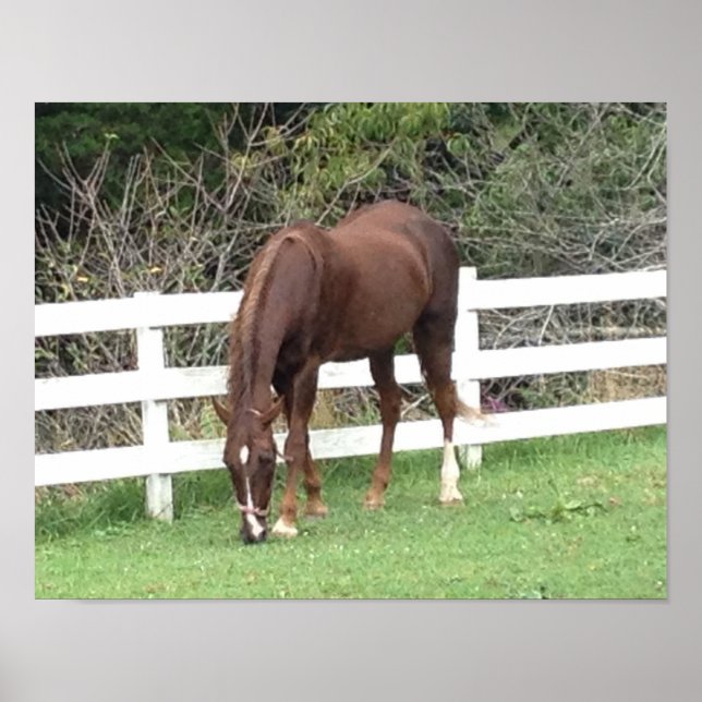 Horse Poster: American Saddlebred Grazing Poster (Front)