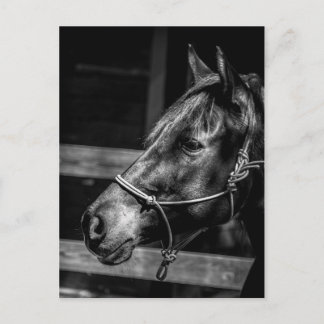 Horse Profile Postcard
