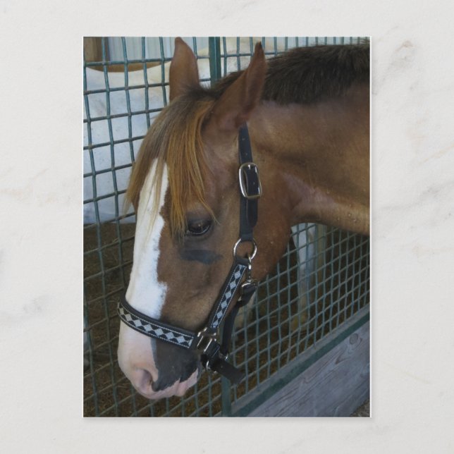 Horse Profile Postcard (Front)