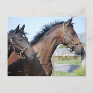 Horse Race Finish Line Postcard
