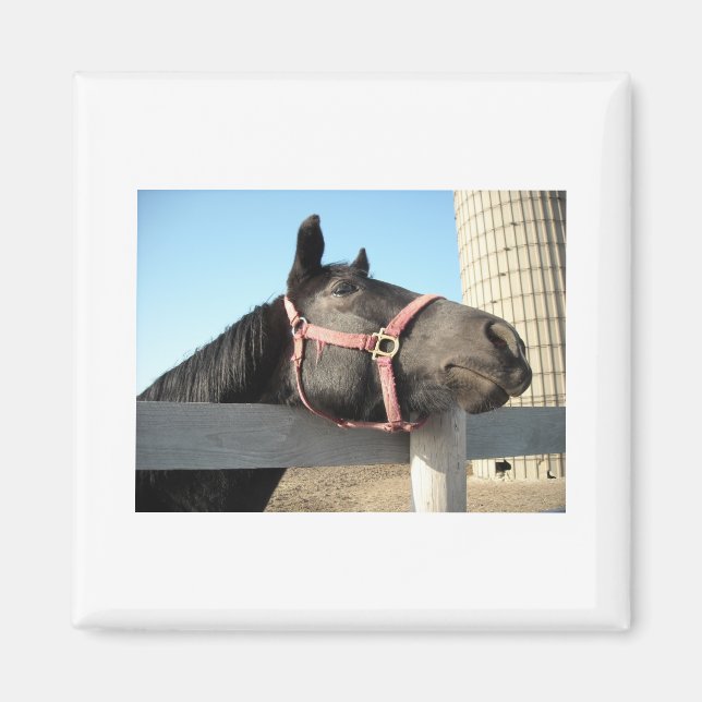 Horse/Ranch/Barn Magnet (Front)