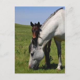 Horse Ranch Farm Destiny Nature Background Postcard
