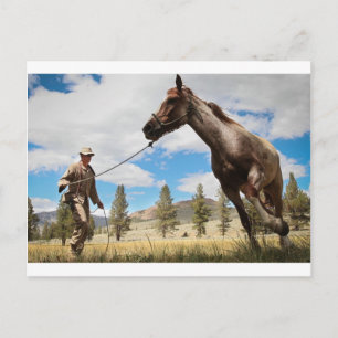 Horse Ranch Farm Destiny Nature Background Postcard