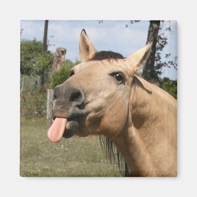 horse razzberry magnet (Front)