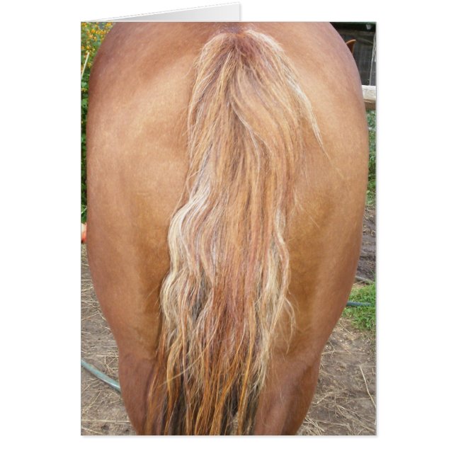 horse rearend (Front)